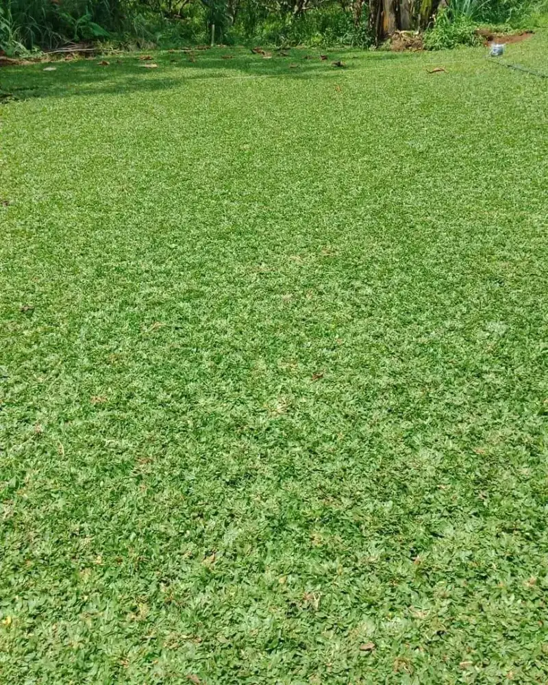 Rumput Gajah Mini