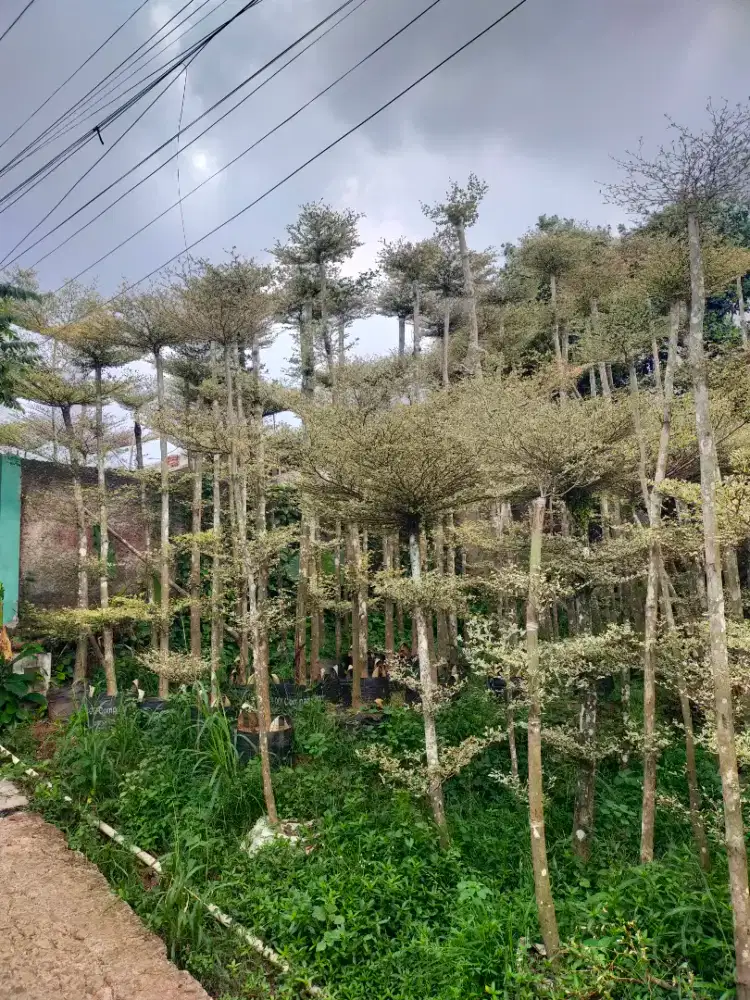 Pohon Pelindung
