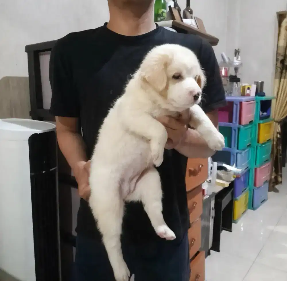 anak anjing blasteran Ras Besar