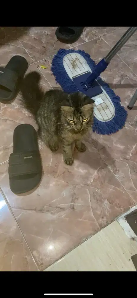 Kucing persia medium betina