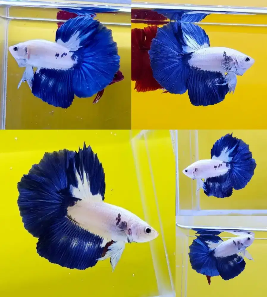 ikan cupang Halfmoon Blue Rim