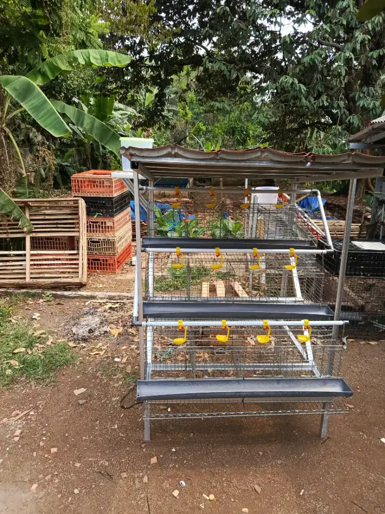 Kandang ayam petelur kapasitas 24 ekor