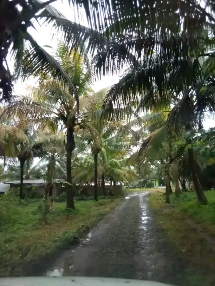Kebun kelapa Produktif