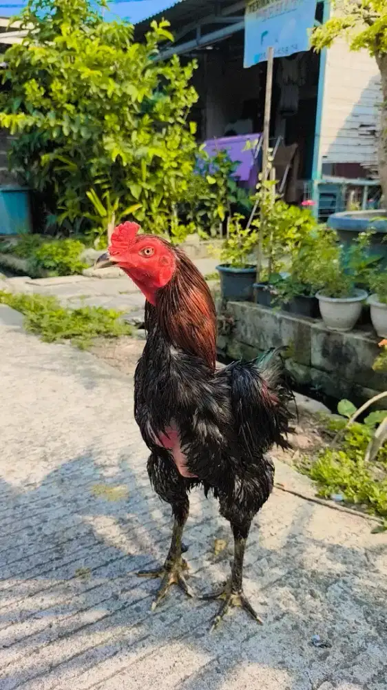 Ayam bangkok jalu renteng
