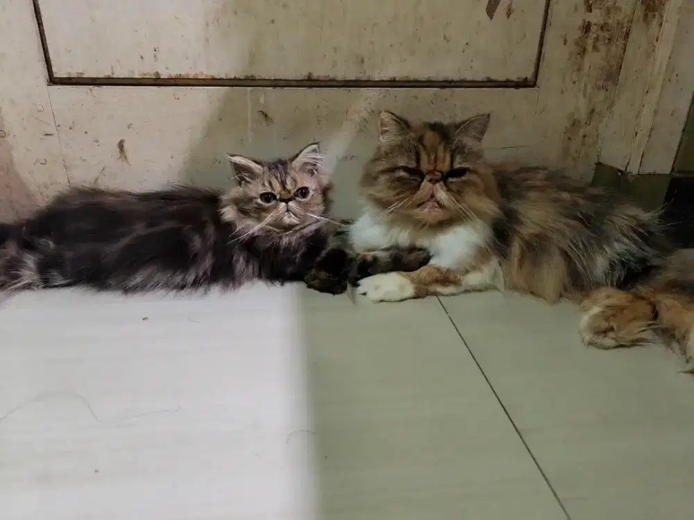 Kucing Peak Nose