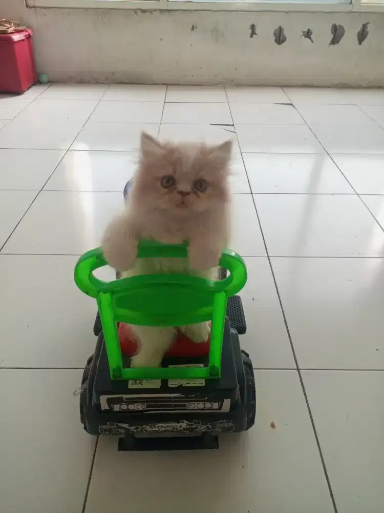 Kitten Persia Peaknose / Flatnose