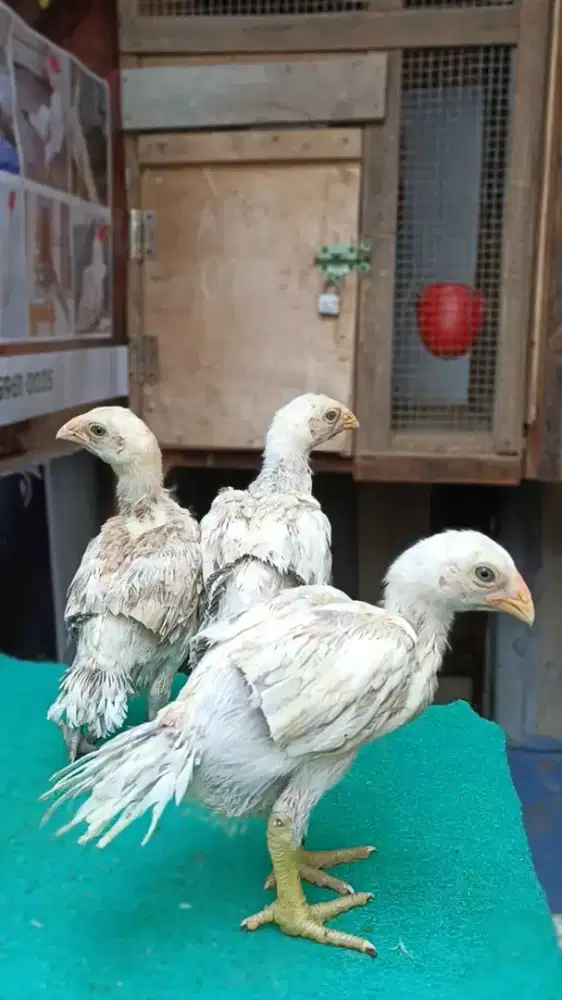 Asel parrot blt calon super pacek dan macek terlampir harga 300/