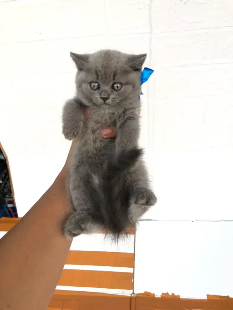 BRITISH SHORTHAIR LINE PEDIGREE