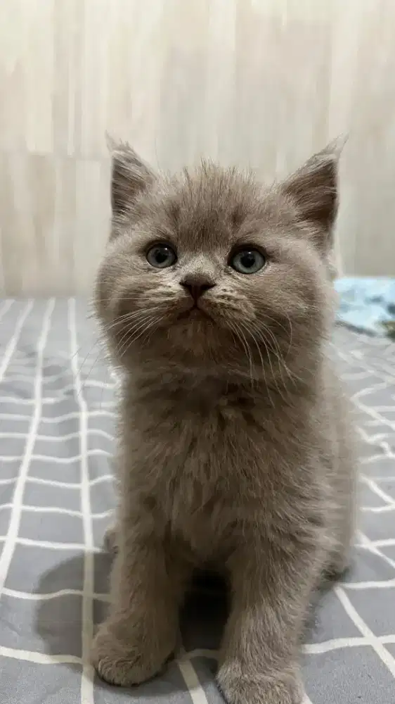 BRITISH SHORTHAIR LILAC LINE PEDIGREE