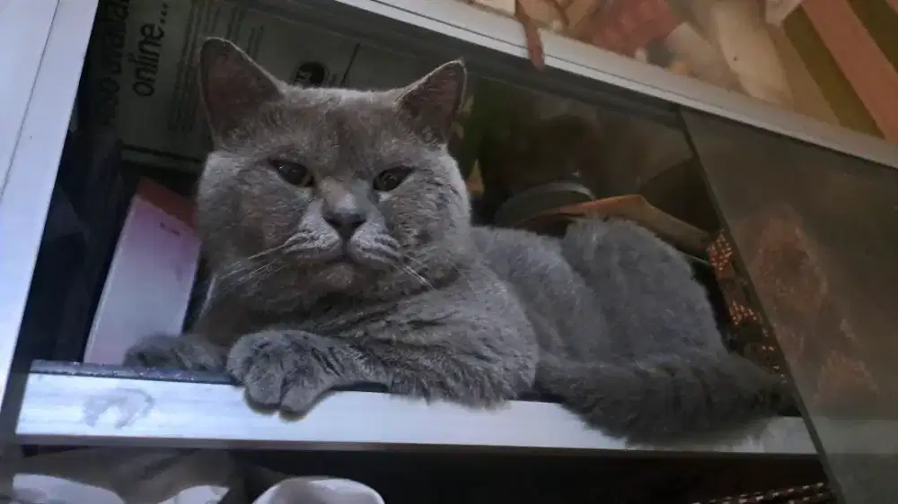 JASA PACAK BRITISH SHORTHAIR BERGARANSI