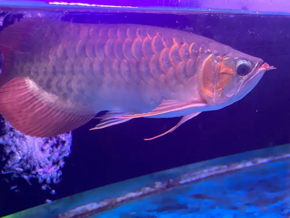 IKAN ARWANA SUPER RED 35 CM