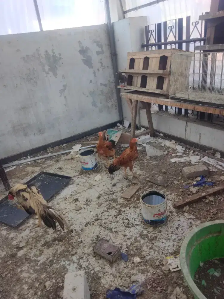Jual ayam jago ekor lidi