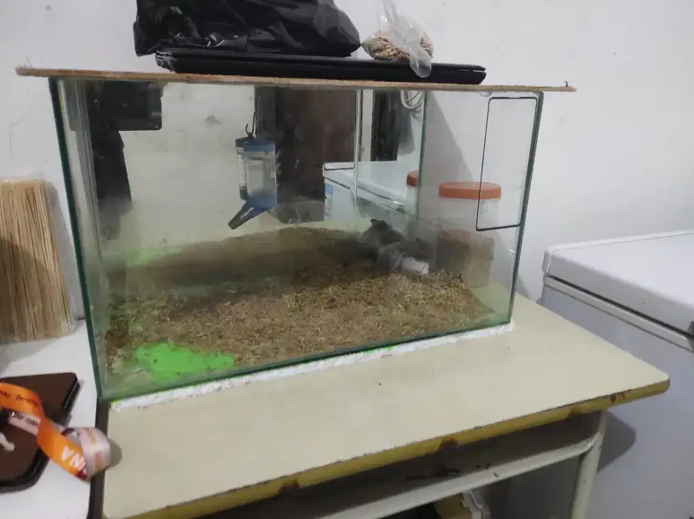 Aquarium sepasang hamster syirian