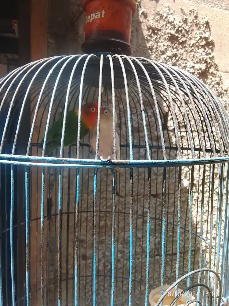 Lovebird pasangan Baru