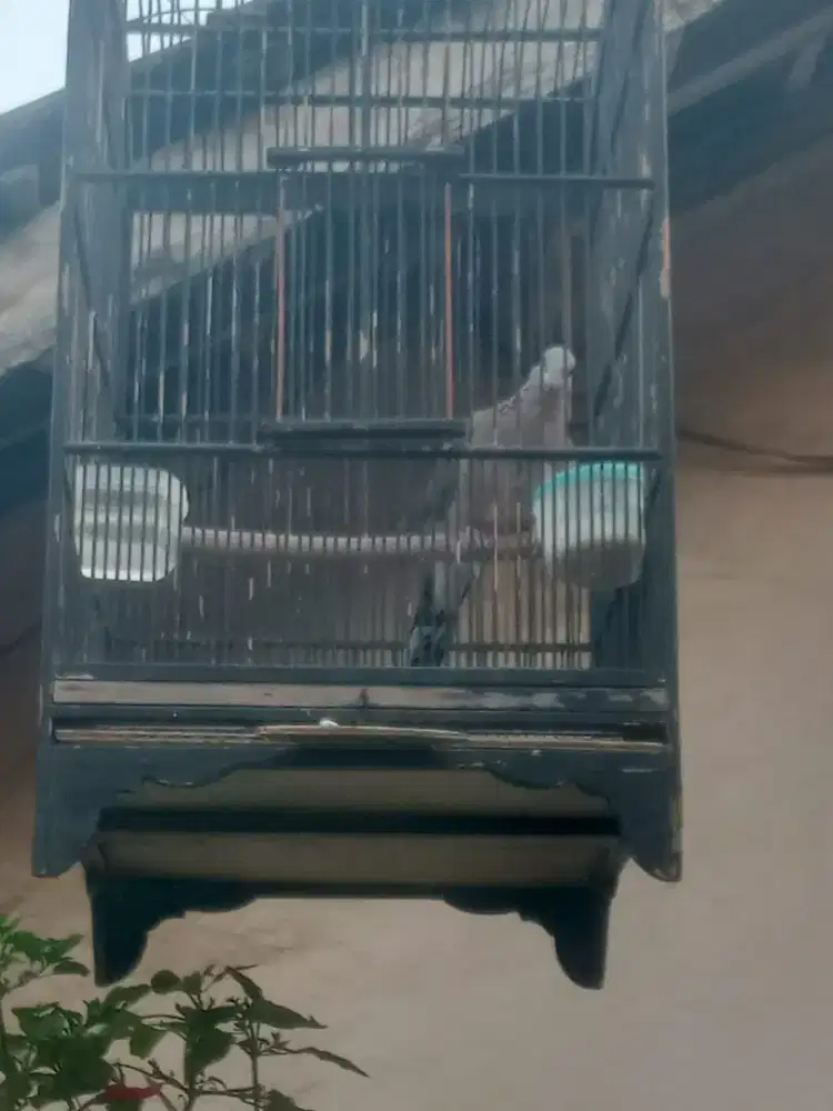 Burung Tikukur Kuk 2