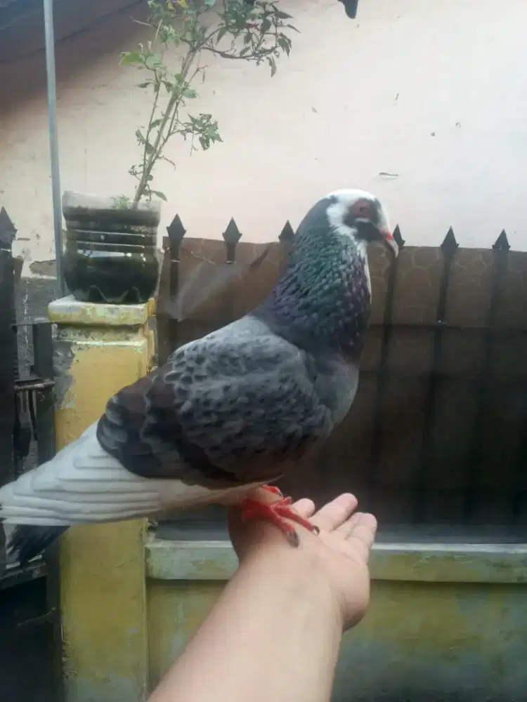 Burung merpati FF