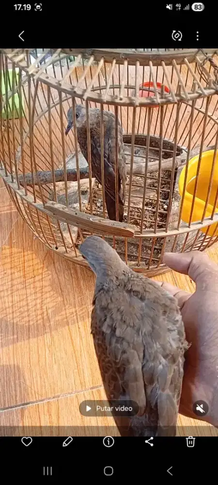 Sepasang tekukur jinak burja