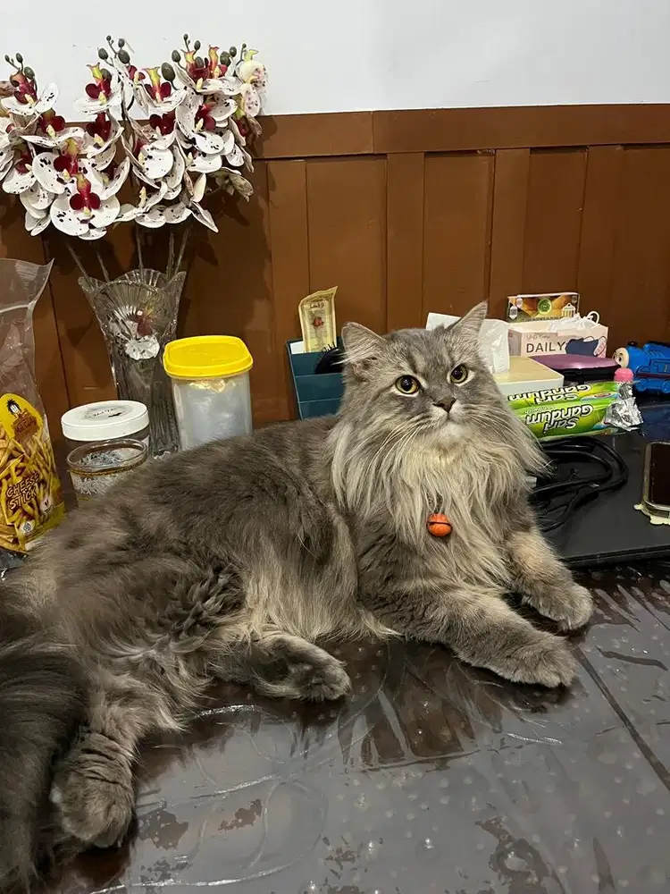 Dijual kucing jantan persia x himalaya abu abu usia 2 tahun