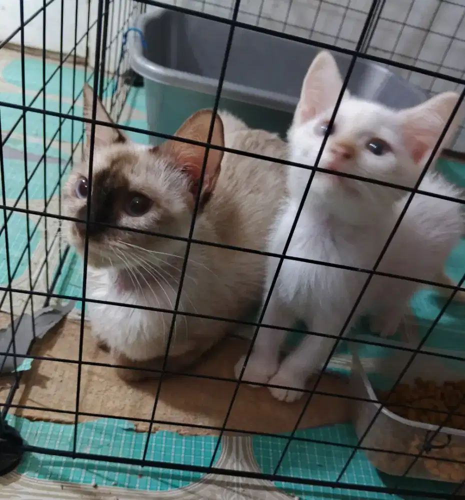 Kucing himalaya dan siam