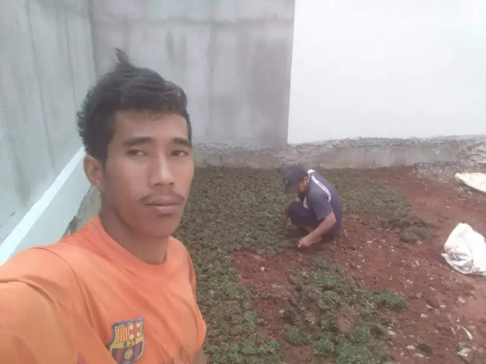 Rumput gajah mini harga sudah termasuk ongkir dan jasa tanam 40.000/m