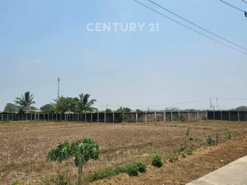 Tanah Luas Di Cibarusa.dijual Demgan.harga Murah