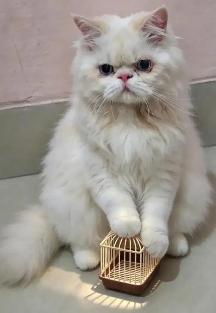 Lepas Adob Kucing Persia