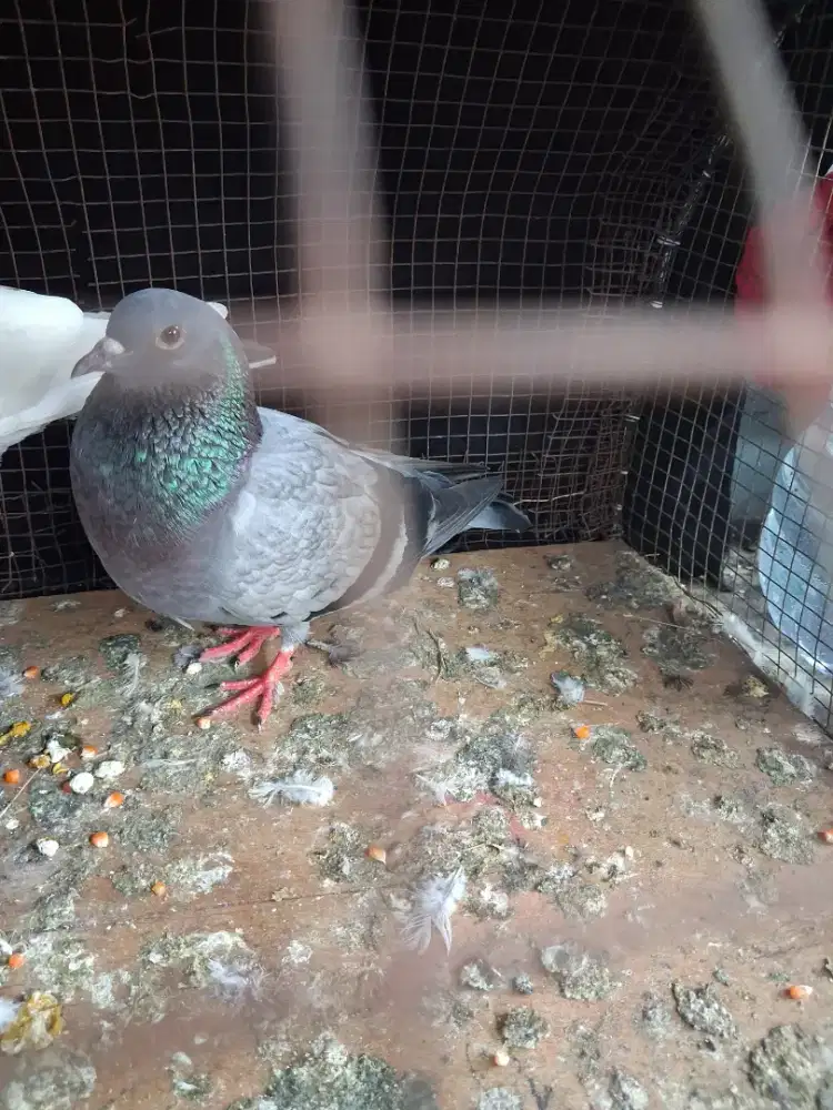 Jual burung dara merpati ting