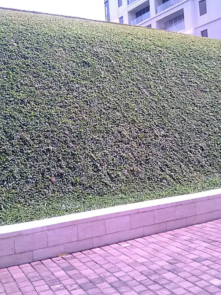 Rumput gajah mini harga sudah termasuk ongkir dan jasa tanam 40.000/m