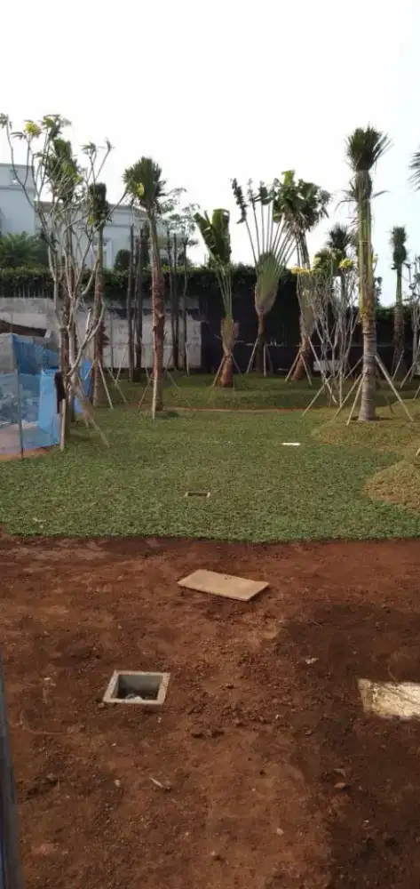 Rumput gajah mini harga sudah termasuk ongkir dan jasa tanam 40.000/m