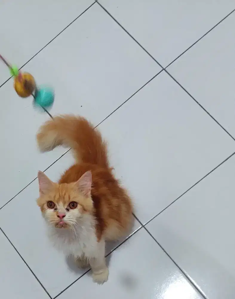 Kucing persia bigbone mix peaknose