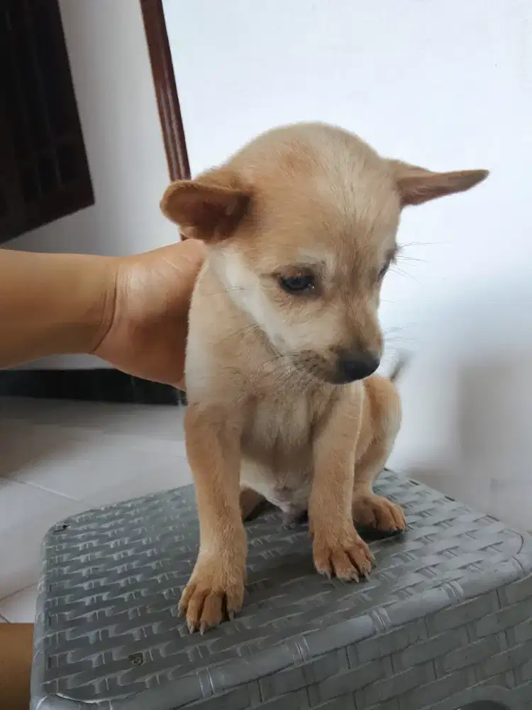 Anak anjing kintamani mix pom