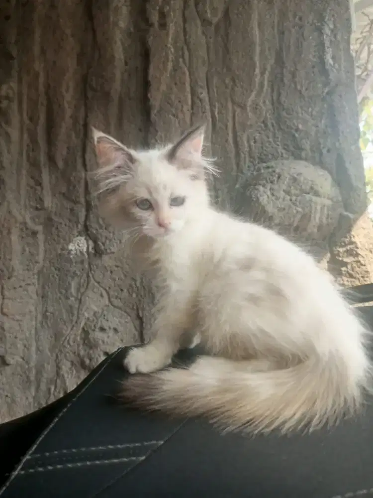 Kucing persimed betina 3 bln