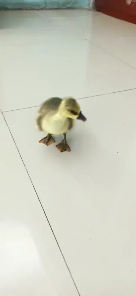 anak angsa soang