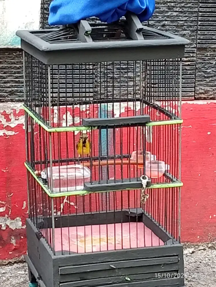 burung +kandang