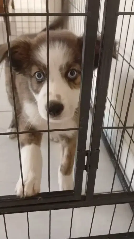 Anak Anjing Super Lucu