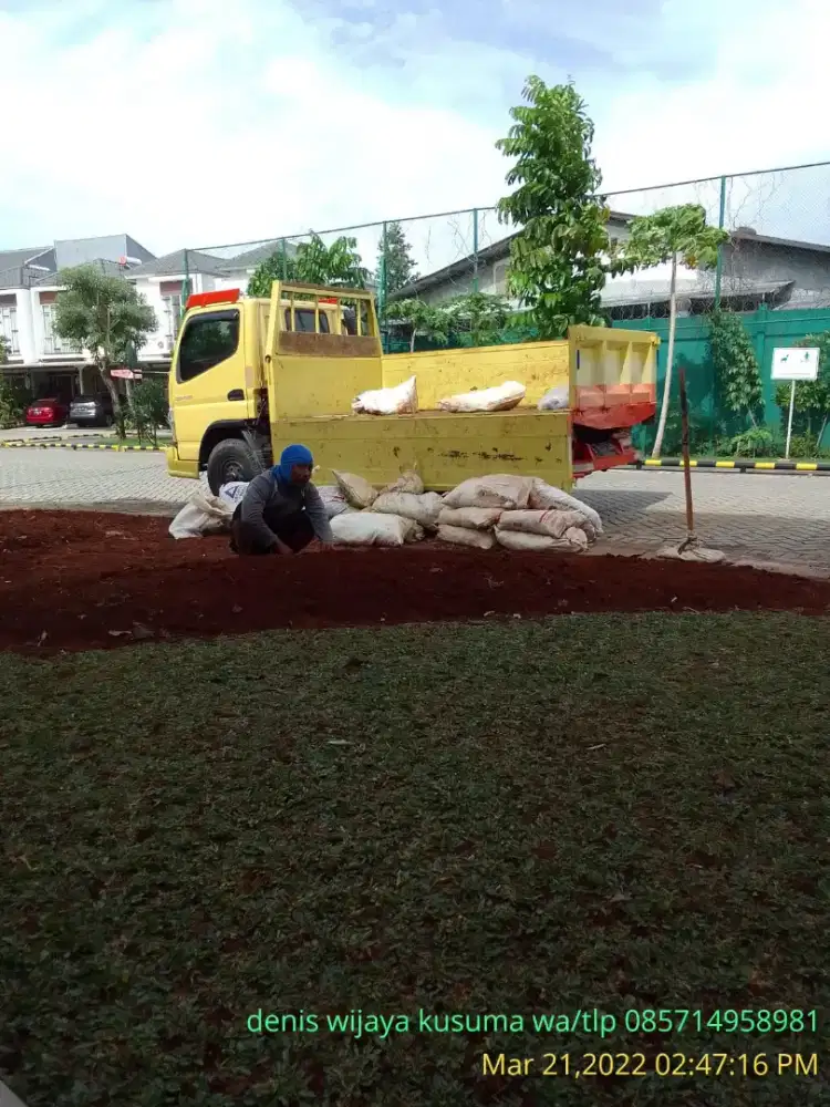 Rumput gajah mini harga sudah termasuk ongkir dan jasa tanam 40.000/m
