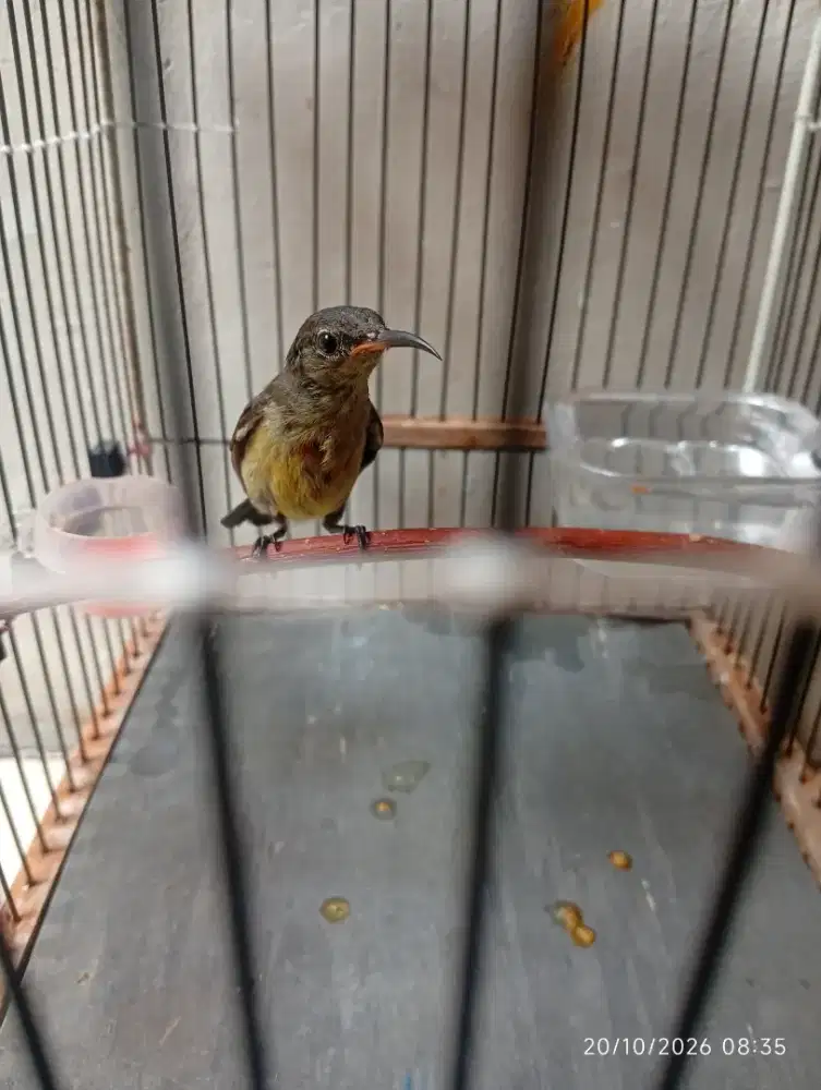 burung + kandang