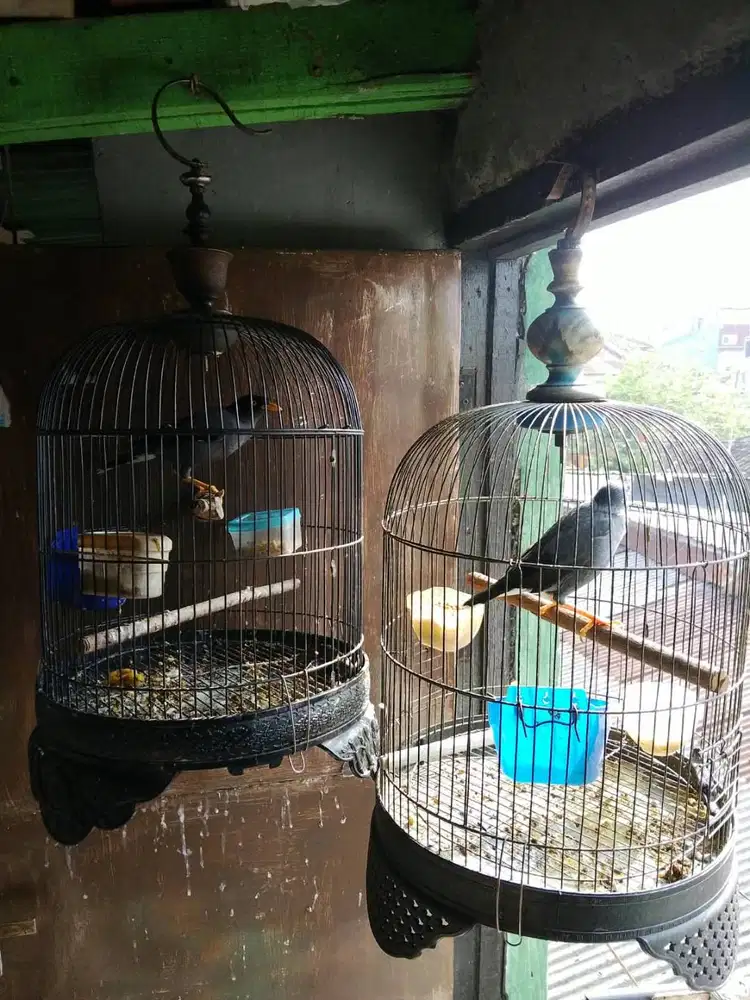 burung jalak hitam/ kebp/ munding daerah bandung kota
