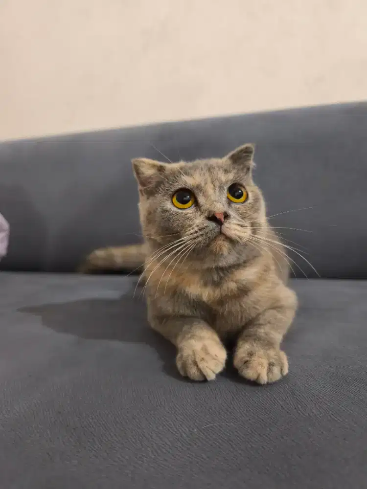 BSH SF blue tortie