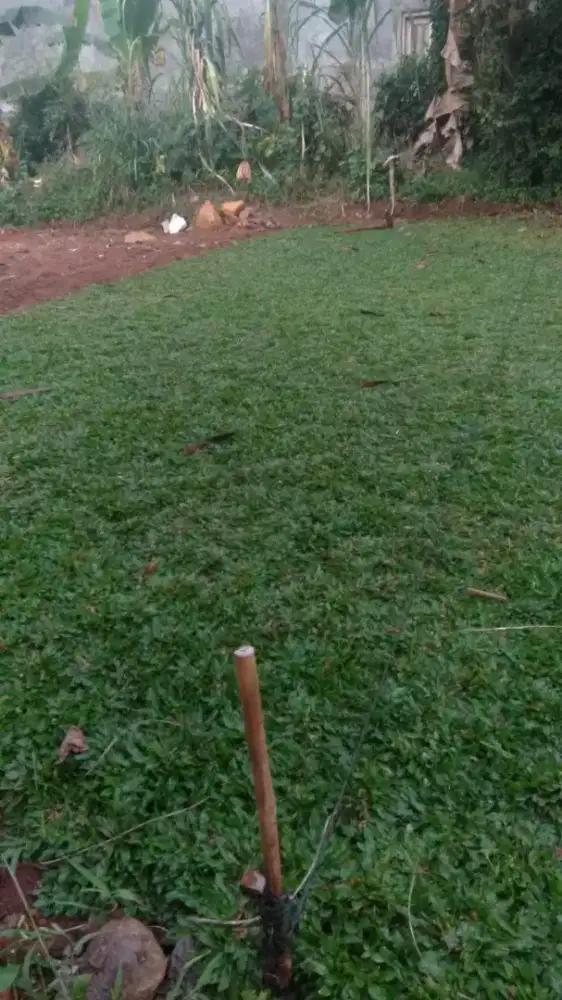 Rumput gajah mini harga sudah termasuk ongkir dan jasa tanam 40.000/m