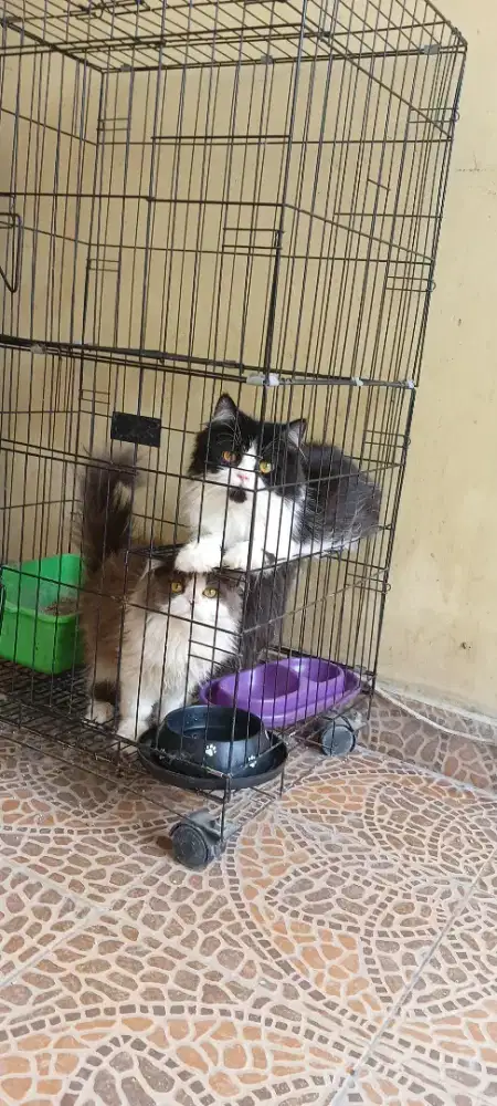 Kucing persia flatnose