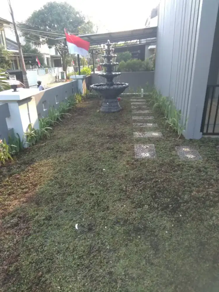 Rumput gajah mini harga sudah termasuk ongkir dan jasa tanam 40.000/m