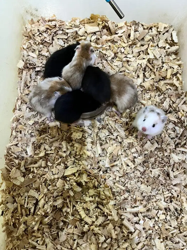 Hamster syrian long hair