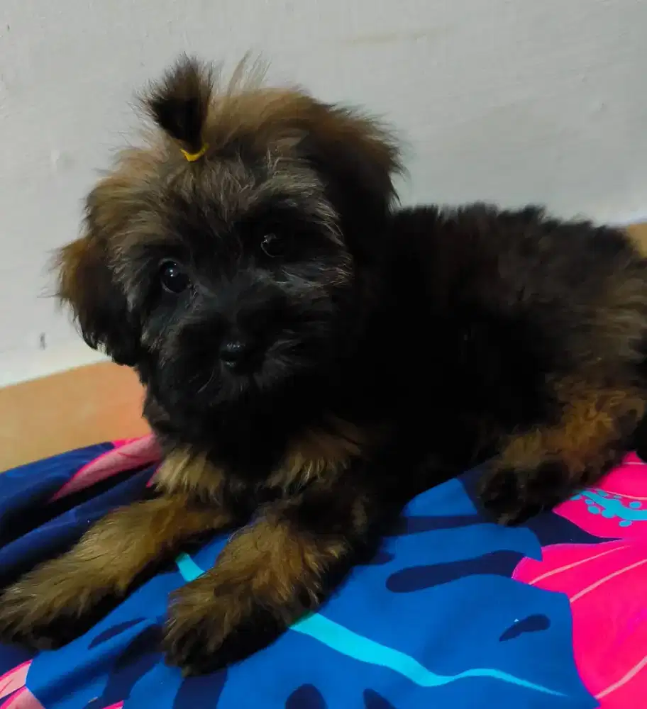 Anjing mini poodle