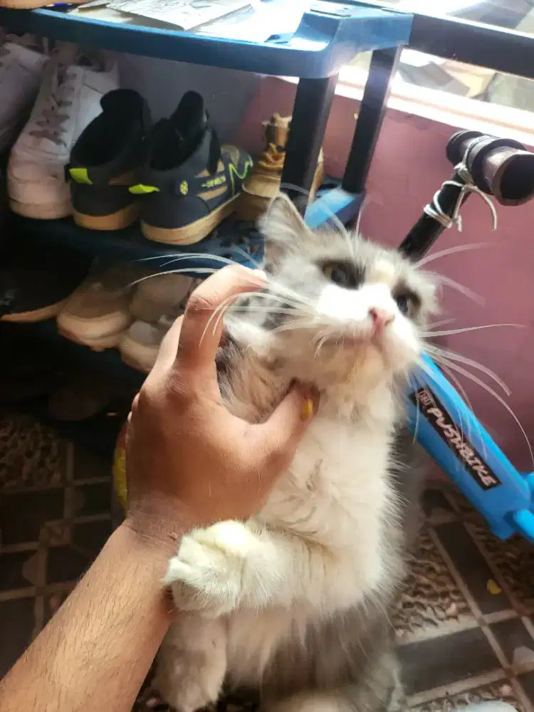Kucing Ragamuffin steril Ras Luar