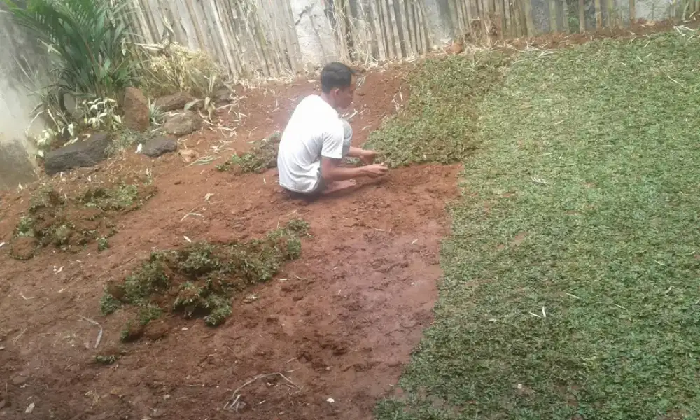 Rumput gajah mini harga sudah termasuk ongkir dan jasa tanam 40.000/m