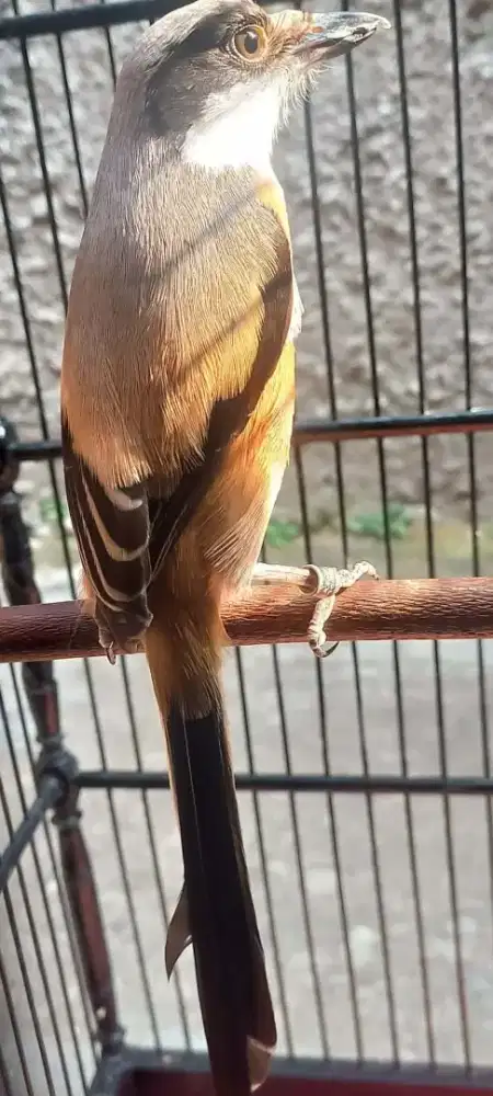 Dijual burung pentet