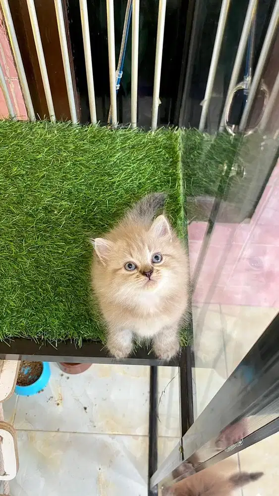 himalaya chinamoon