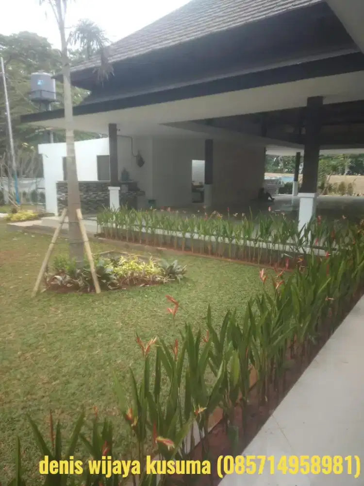 Rumput gajah mini harga sudah termasuk ongkir dan jasa tanam 40.000/m