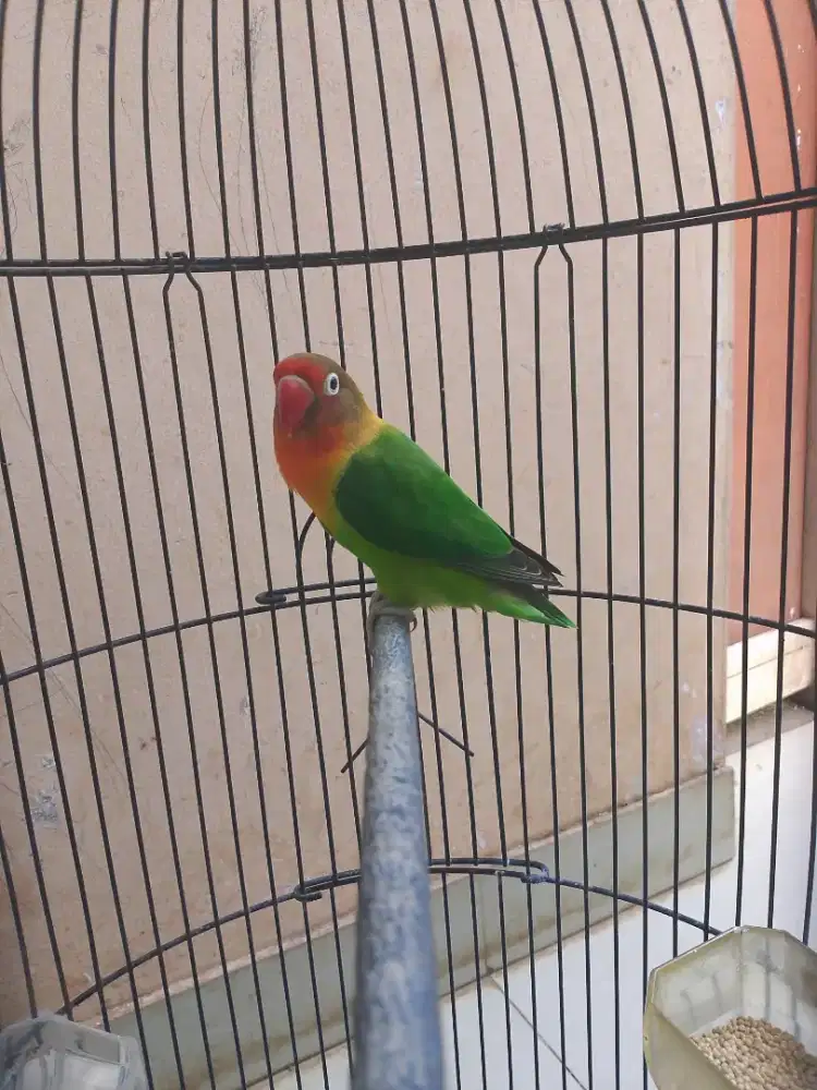 Lovebird LB Betina Dewasa